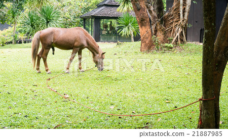 horse grazing 21887985