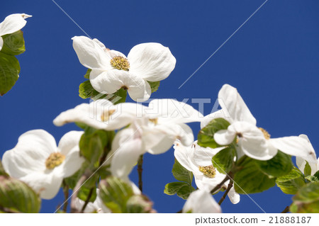 白色山茱萸和藍天 21888187