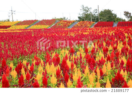 Sera Highland Farm 21889177