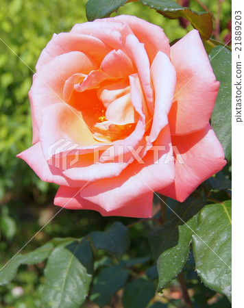 Rose of pink Rose of pink 21889203