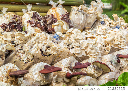 Mushrooms Mushrooms 21889315