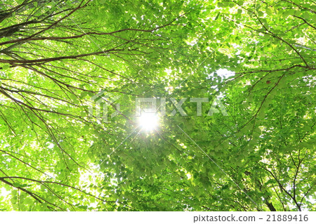 陽光透過新鮮的綠色Ⅴ 陽光透過新鮮的綠色Ⅴ 21889416