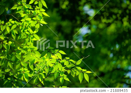 新鮮綠色氣候（14） 21889435