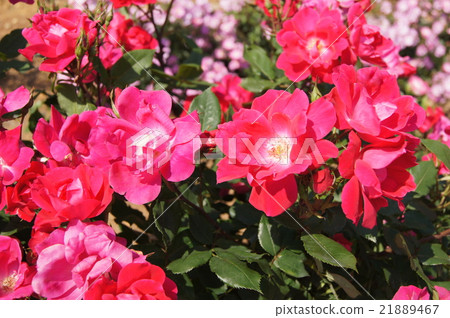 Rose of wine red 21889467