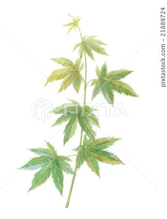 茶茶Tencha 茶茶Tencha 21889724