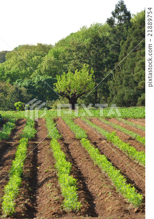 Fresh green Fresh green 21889754