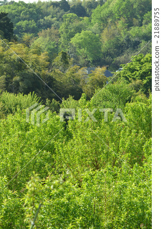 Fresh green 21889755