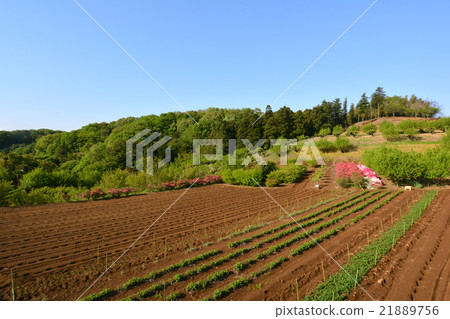 Fresh green Fresh green 21889756