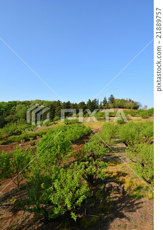 鮮綠色 鮮綠色 21889757