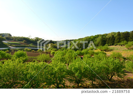 Fresh green Fresh green 21889758