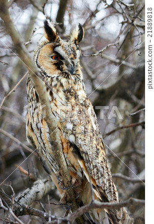owl in the spiny branches of hawthorn 21889818