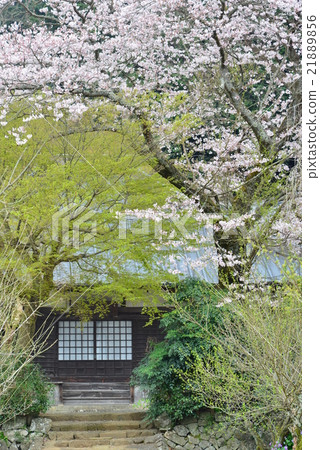 櫻花,Izukuni-ko Tokutokoin 櫻花,Izukuni-ko Tokutokoin 21889856