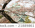 Sakura and Nagoya Castle 21889861
