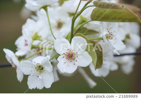 梨花無花無花 21889989