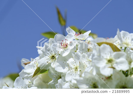 梨花無花無花 21889995