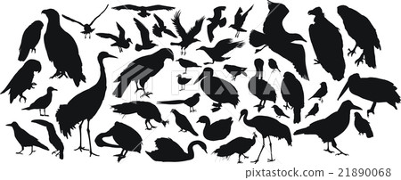 birds birds 21890068