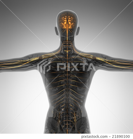 science anatomy of human brain in x-ray science anatomy of human brain in x-ray 21890100