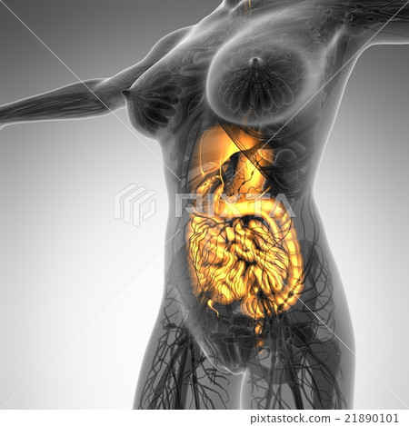 woman body with glow digestive system 21890101