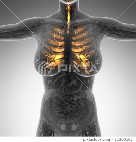 science anatomy of woman body with glow lungs 21890102