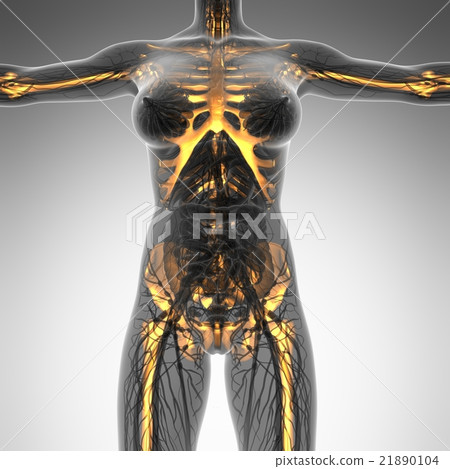 human body in x-ray with glow skeleton bones human body in x-ray with glow skeleton bones 21890104