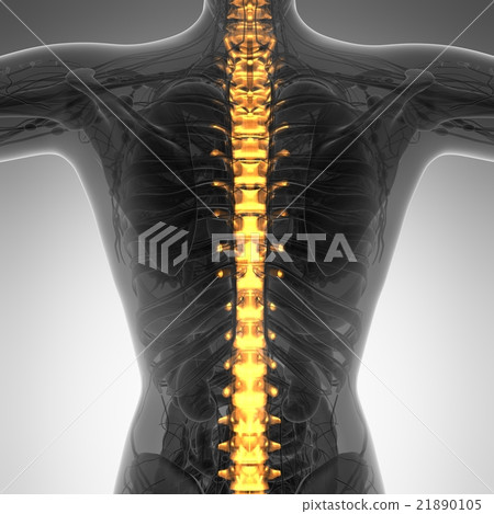 Human backache and back pain 21890105