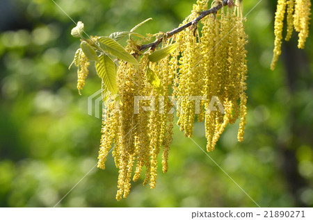 Flower of oak tree 21890271