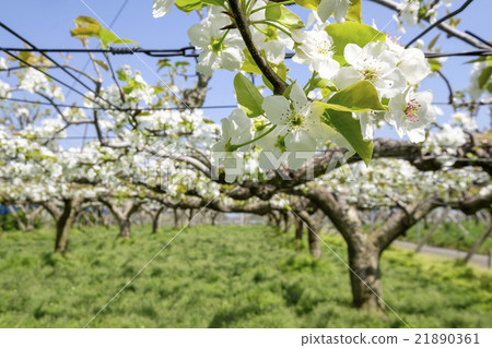 梨花無花無花梨花田 21890361