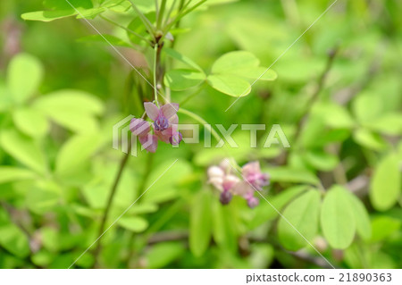 阿克比花 21890363