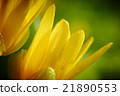 Yellow spring flower (Potentilla recta) 21890553