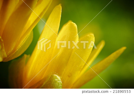 Yellow spring flower (Potentilla recta) Yellow spring flower (Potentilla recta) 21890553