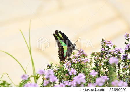 Aosujihaha and flowers 21890691