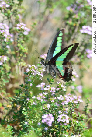 Aosujihaha and flowers 21890694