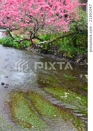 三島大北河的Saijiri的Hanamori Saku 21891047