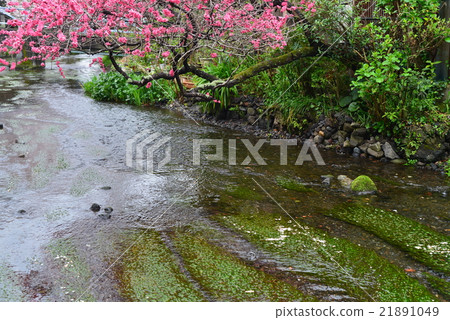 桃花開花，三島Geniubei河的Sansora 21891049