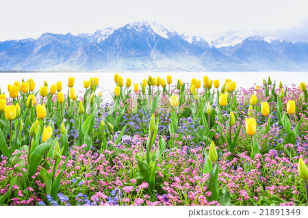 yellow tulips with lake and mountain background 21891349