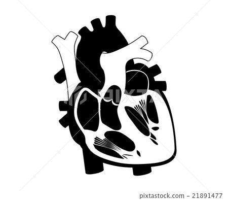 function and definition human heart silhouette function and definition human heart silhouette 21891477
