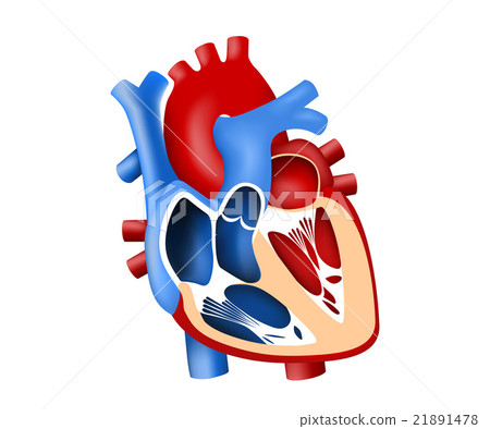 function and definition human heart tridimensional function and definition human heart tridimensional 21891478