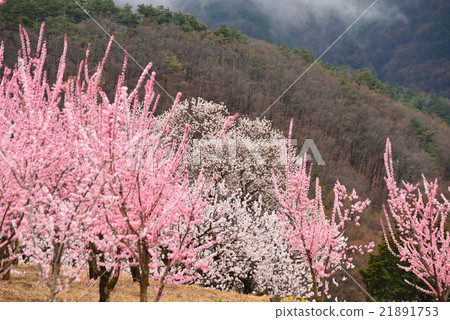 Thousand Songs of Mori's Apricots Thousand Songs of Mori's Apricots 21891753