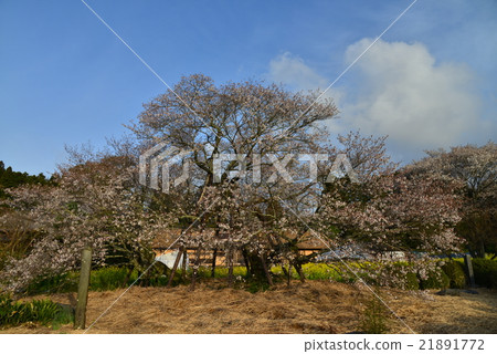 Kurakubi的櫻花Fumaoka Kurakubi的櫻花Fumaoka 21891772