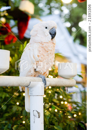 parrot, Key West, Florida Keys, Florida, USA parrot, Key West, Florida Keys, Florida, USA 21891806