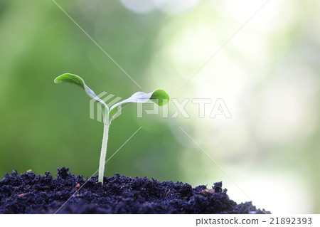 Growing plant Growing plant 21892393