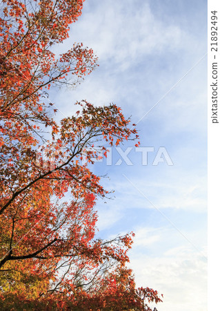 Zenlin寺廟·Eiken-do秋葉和秋天天空 21892494