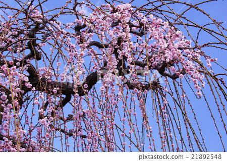 Uedai梅花 Uedai梅花 21892548