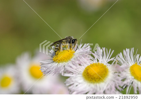Pollination by insects · pollination of insects 21892950