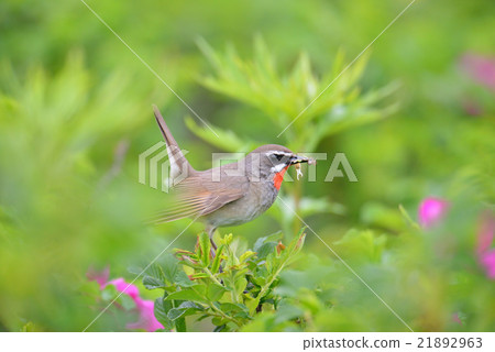 Nogoma Nogoma 21892963