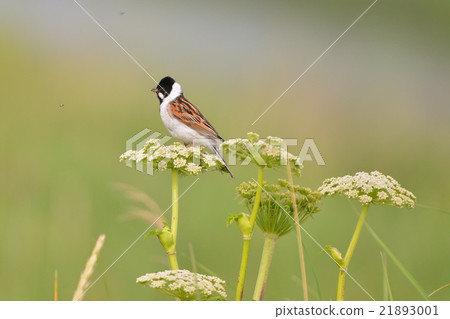 Okhodsk's Ohodrin Okhodsk's Ohodrin 21893001