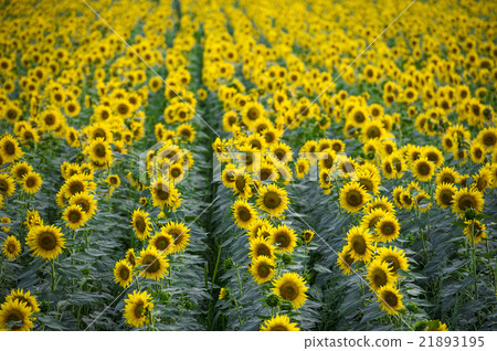 A beautiful field of sunflower in Tuscany 21893195