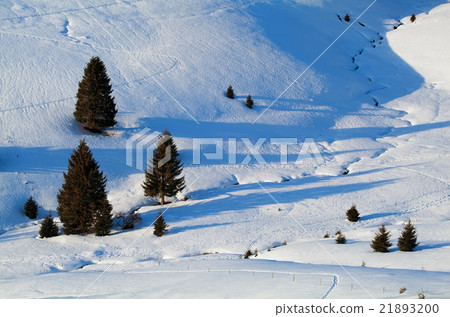 spruce trees in snowy hills 21893200