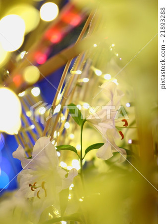 百合 百合 21893288