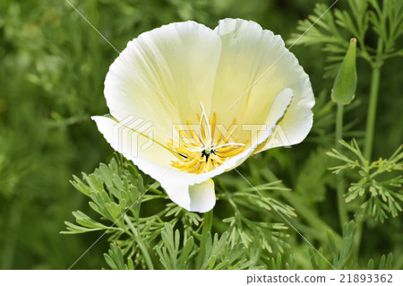 White California Poppy 21893362